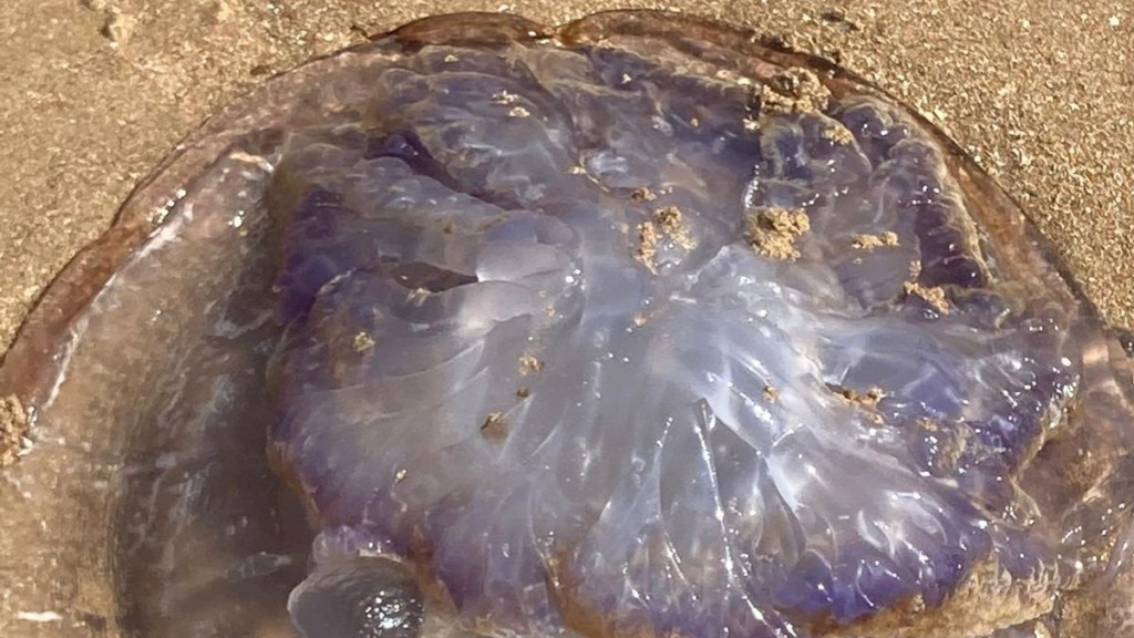 Increíble hallazgo en las playas del sur de Mar del Plata