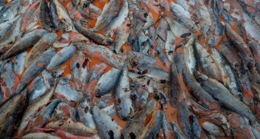 Salmonicultura: la experiencia chilena que enciende alertas en Tierra del Fuego