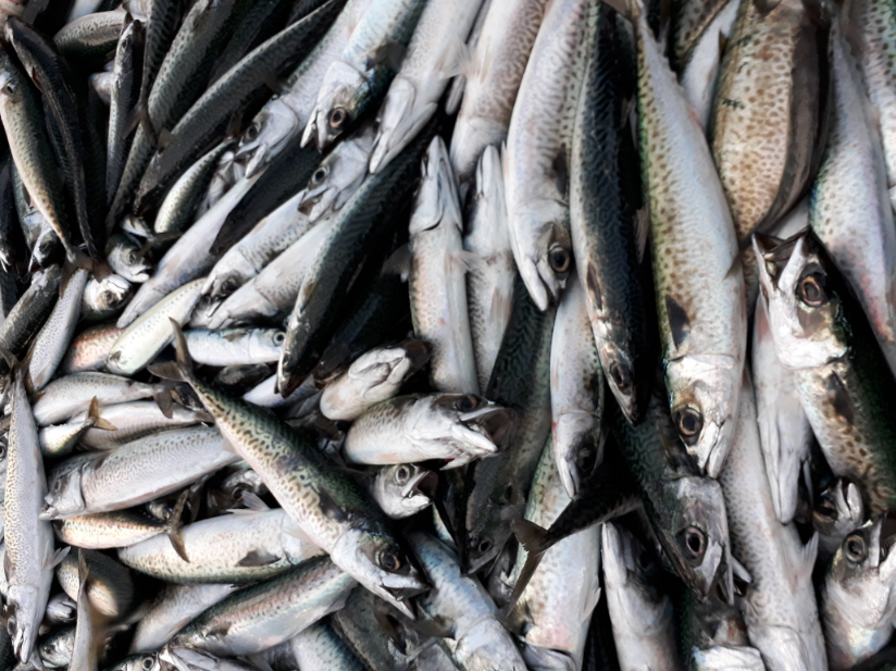 Cada 19 es un buen día para elegir pescado argentino: salud, sabor y soberanía alimentaria